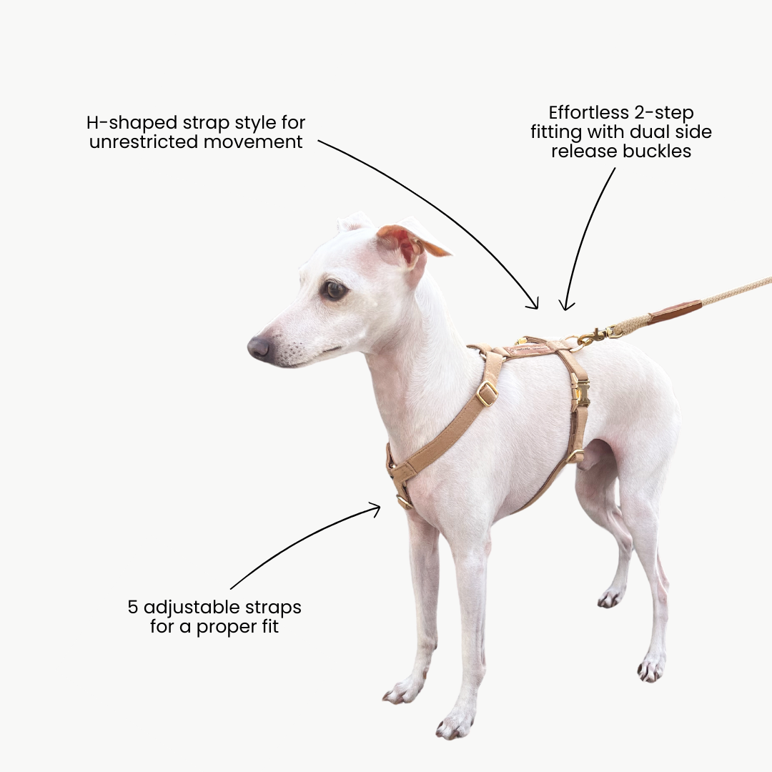 Signature Strap Style Dog H Harness | Beige