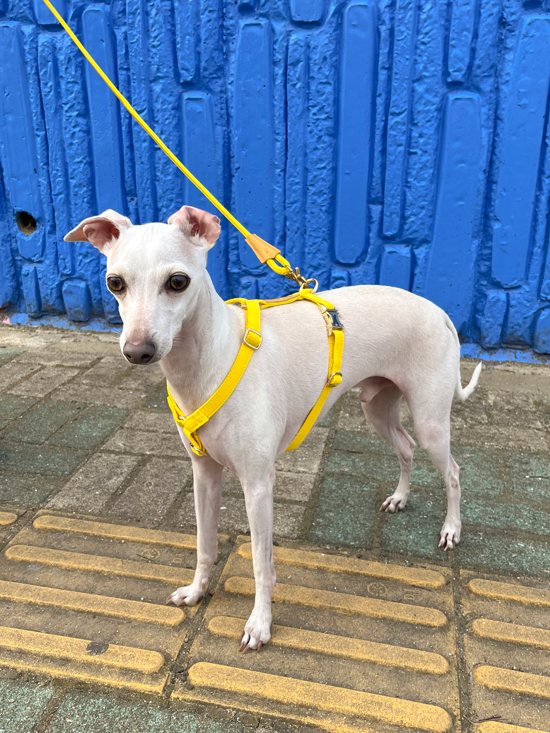 Signature Strap Style Dog H Harness | Candy Yellow