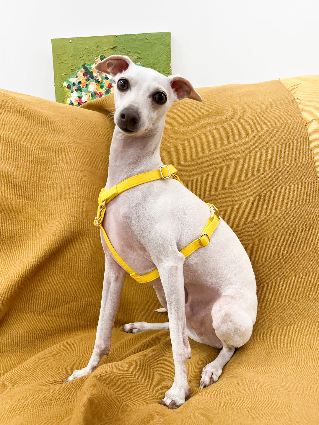 Signature Strap Style Dog H Harness | Candy Yellow