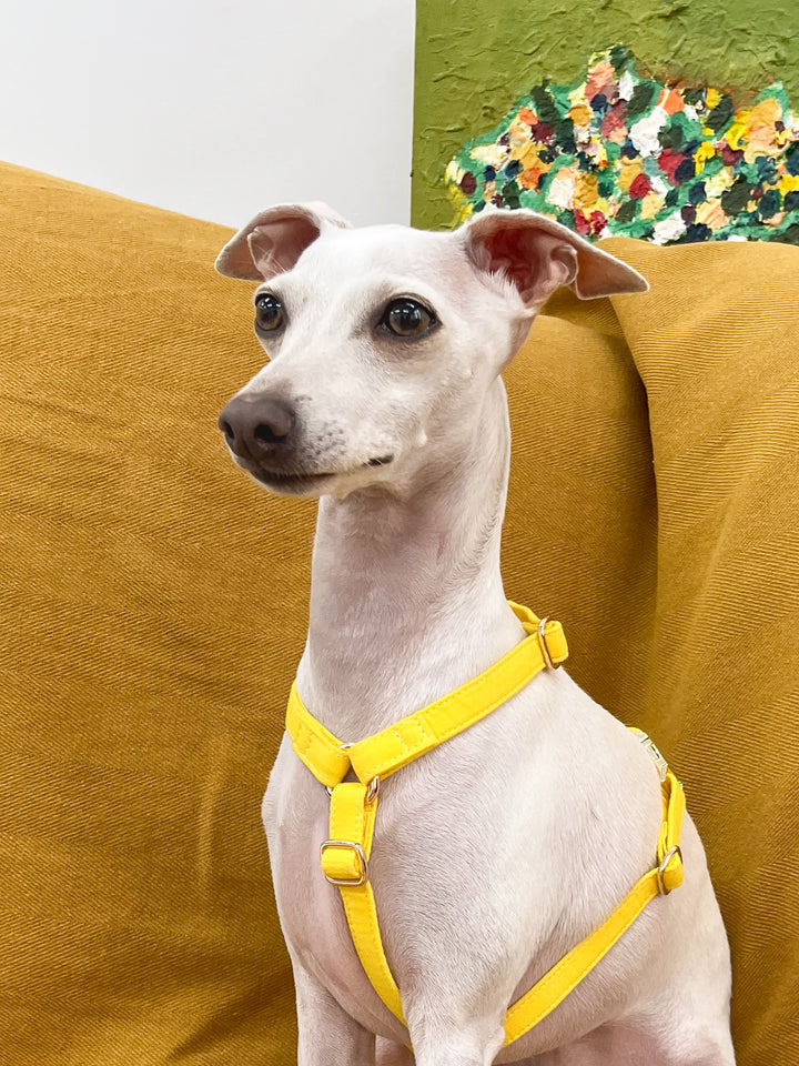 Signature H Dog Harness | Candy Yellow [PRE-ORDER]