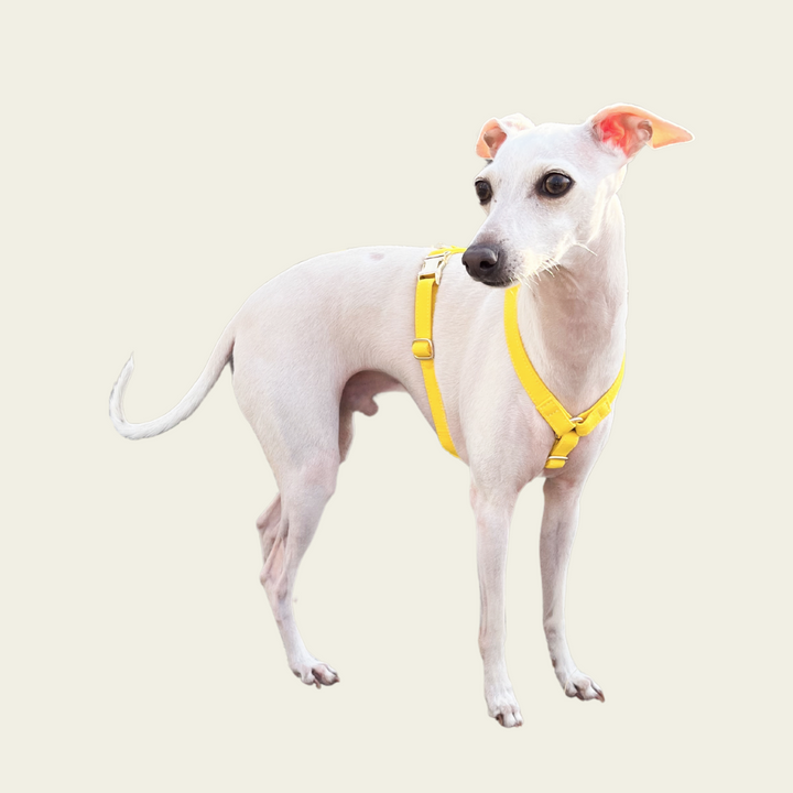 Signature Strap Style Dog H Harness | Candy Yellow