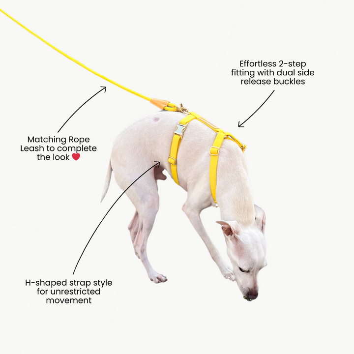 Signature Strap Style Dog H Harness | Candy Yellow