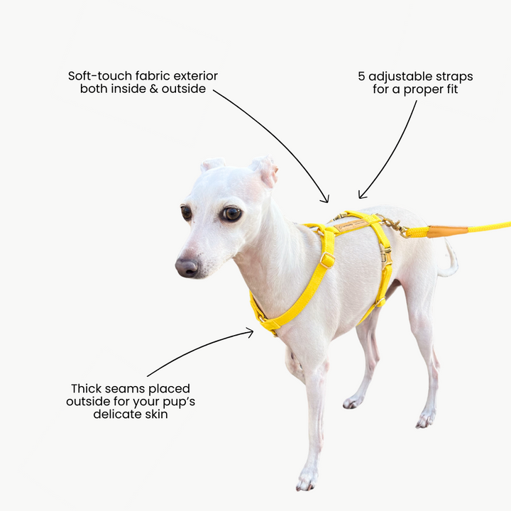 Signature Strap Style Dog H Harness | Candy Yellow