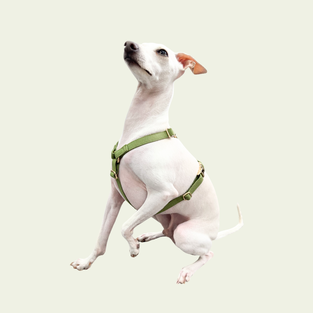 Signature Strap Style Dog H Harness | Olive Green