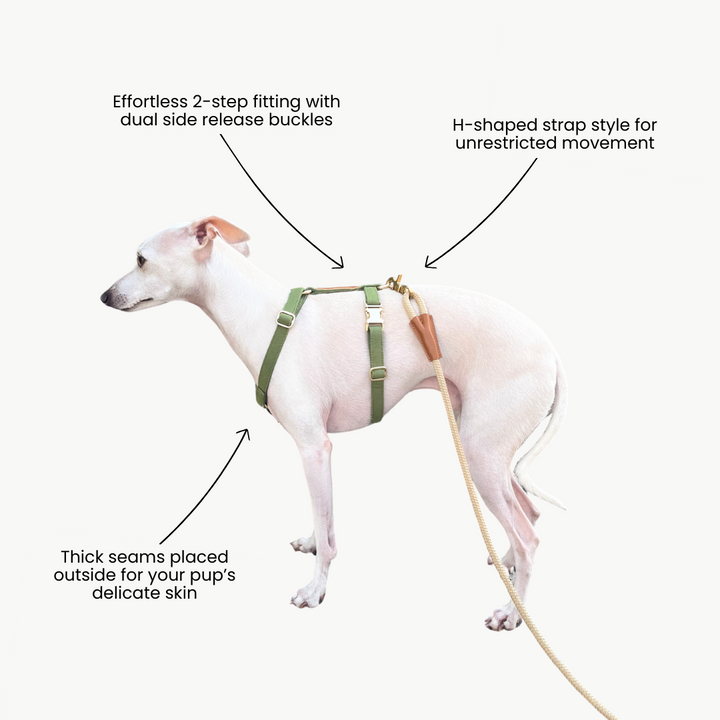 Signature Strap Style Dog H Harness | Olive Green