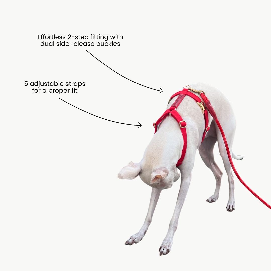 Signature H Dog Harness | Red [PRE-ORDER]