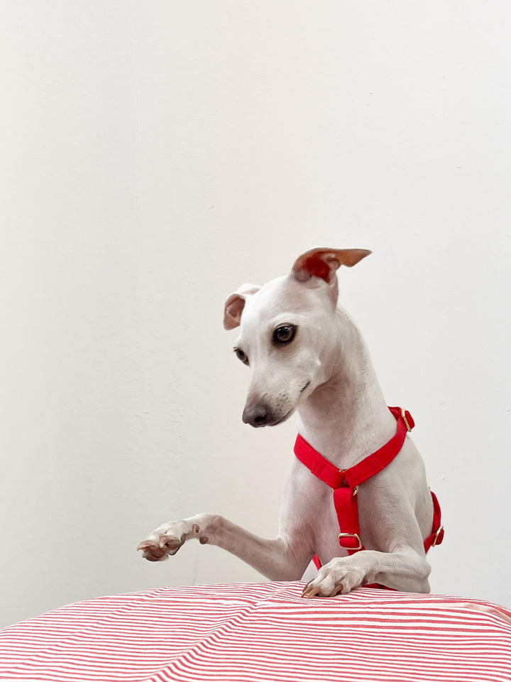 Signature Harness & Rope Lead Set | Red
