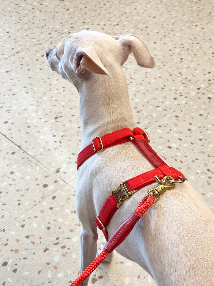 Signature Rope Leash | Red (Leather & Brass Hardware)