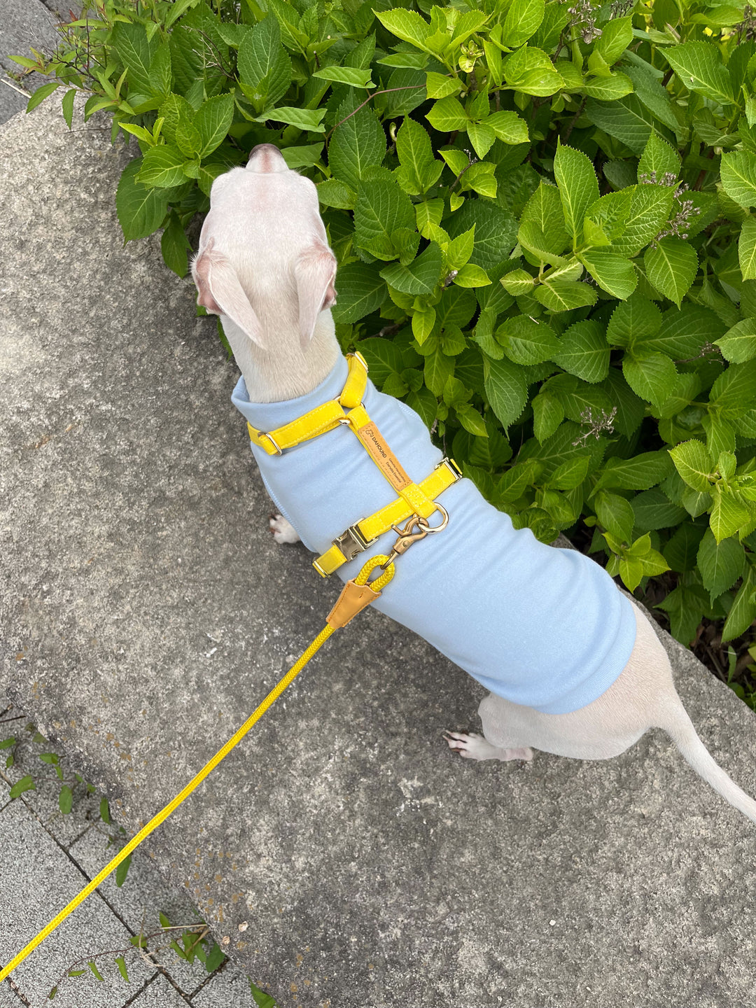 Signature Strap Style Dog H Harness | Candy Yellow