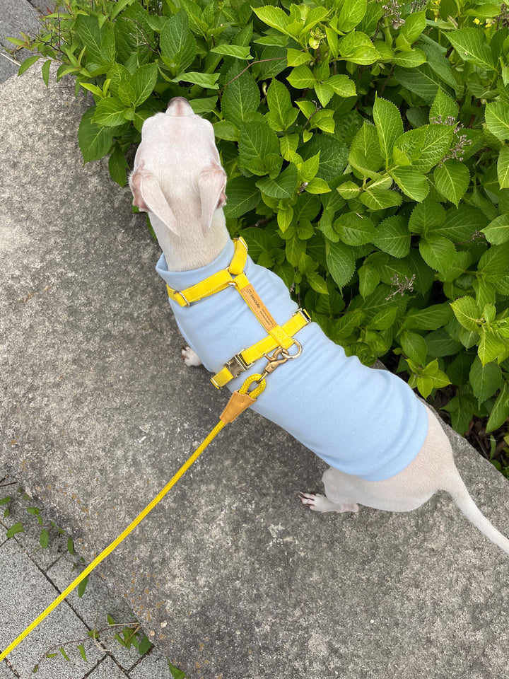Signature Strap Style Dog H Harness | Candy Yellow