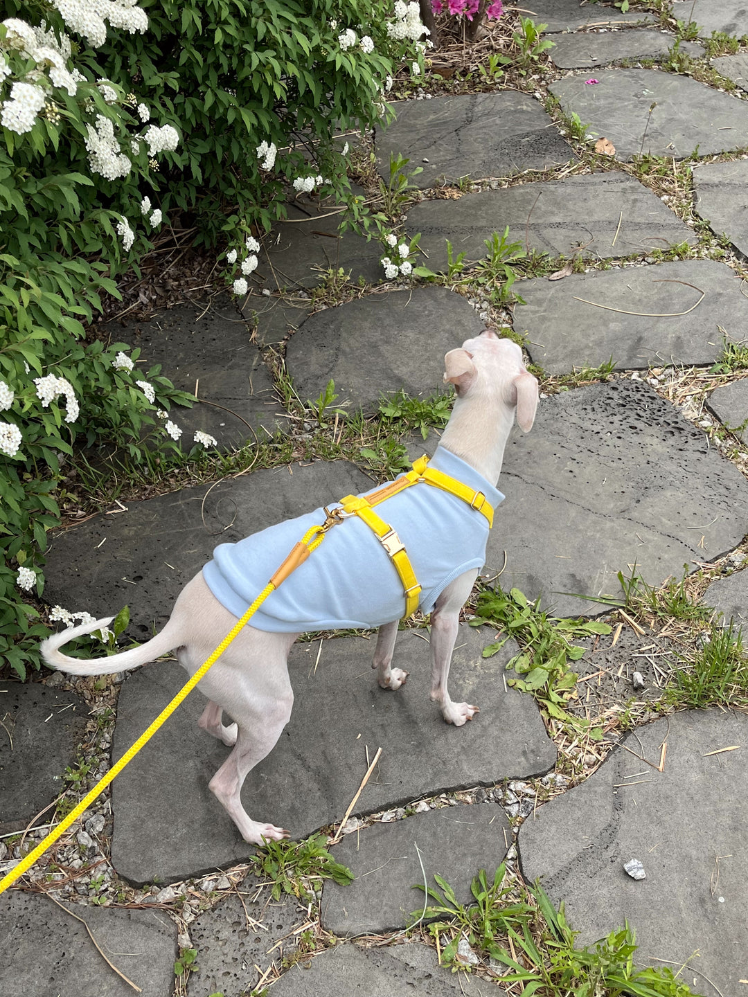 Signature Strap Style Dog H Harness | Candy Yellow