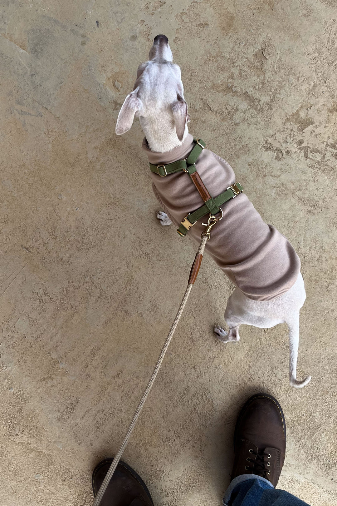 Signature Harness & Rope Lead Set | Olive Green