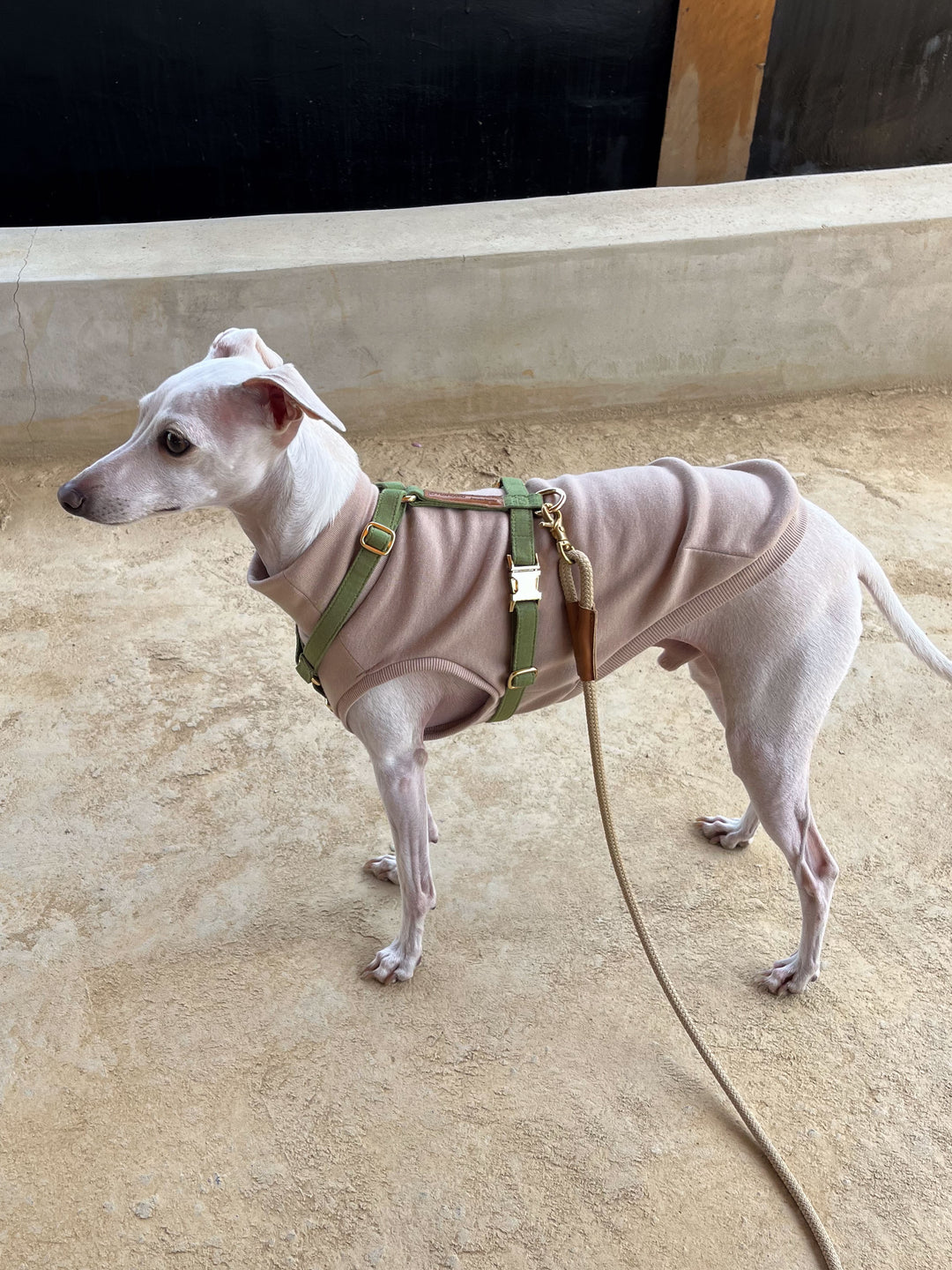 Signature Harness & Rope Lead Set | Olive Green