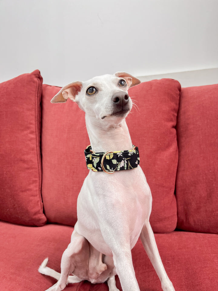 Black Lemon Floral Martingale Collar For Sighthounds