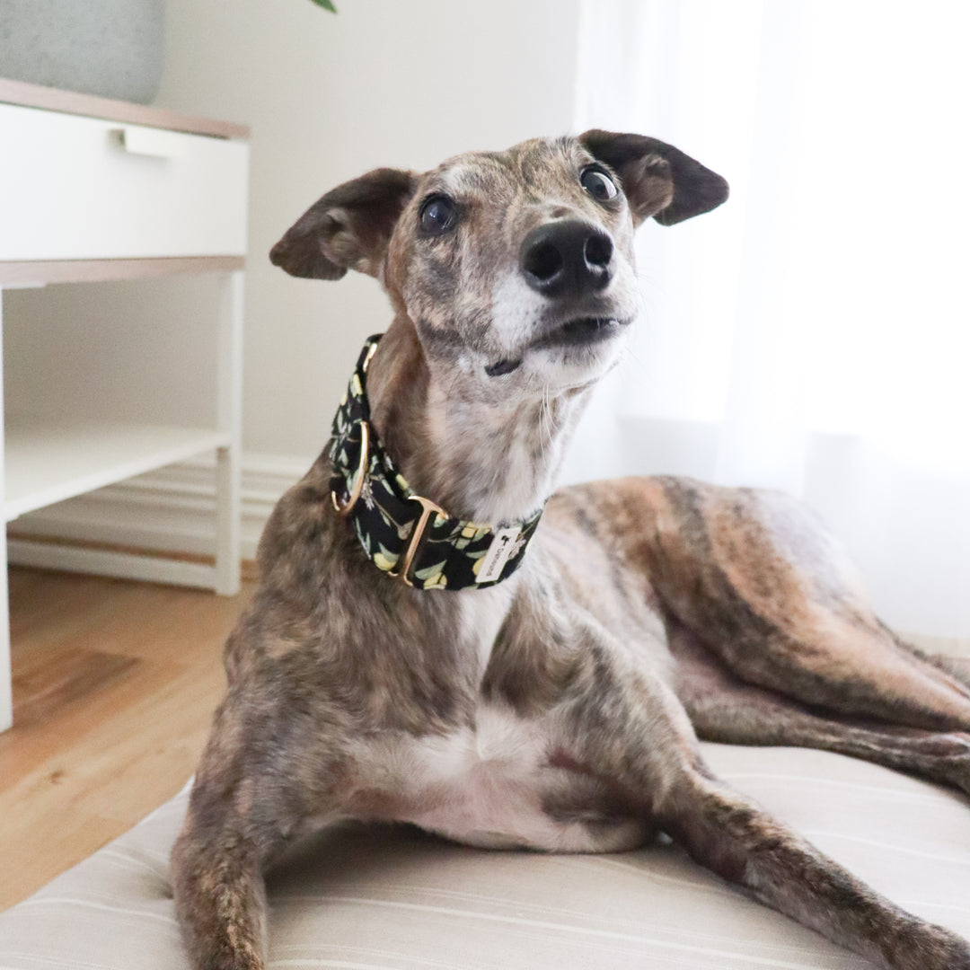 Wide Martingale Collar | Lemon Tree (Soft Cotton)