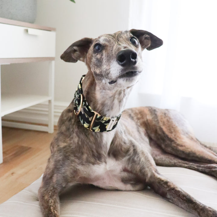 Wide Martingale Collar | Lemon Tree (Soft Cotton)