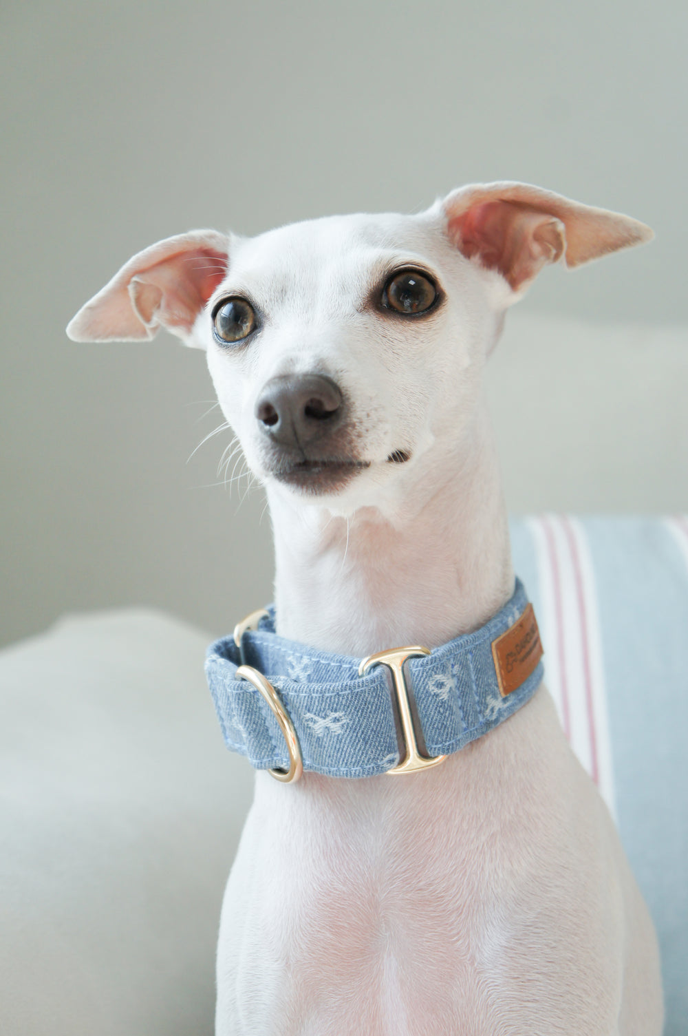 Dahound Light Blue Denim Bow Martingale Collar Lifestyle Photo On Italian Greyhound