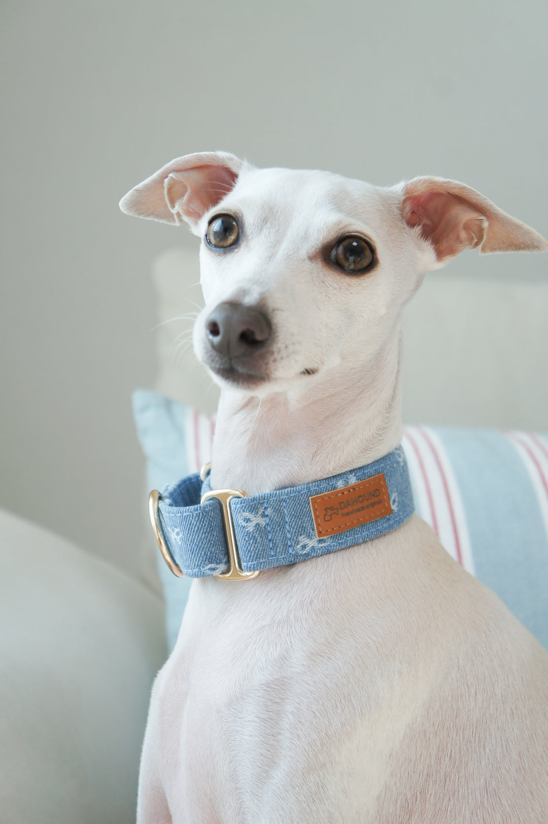 Dahound Light Blue Denim Bow Martingale Collar Lifestyle Photo On Italian Greyhound Side