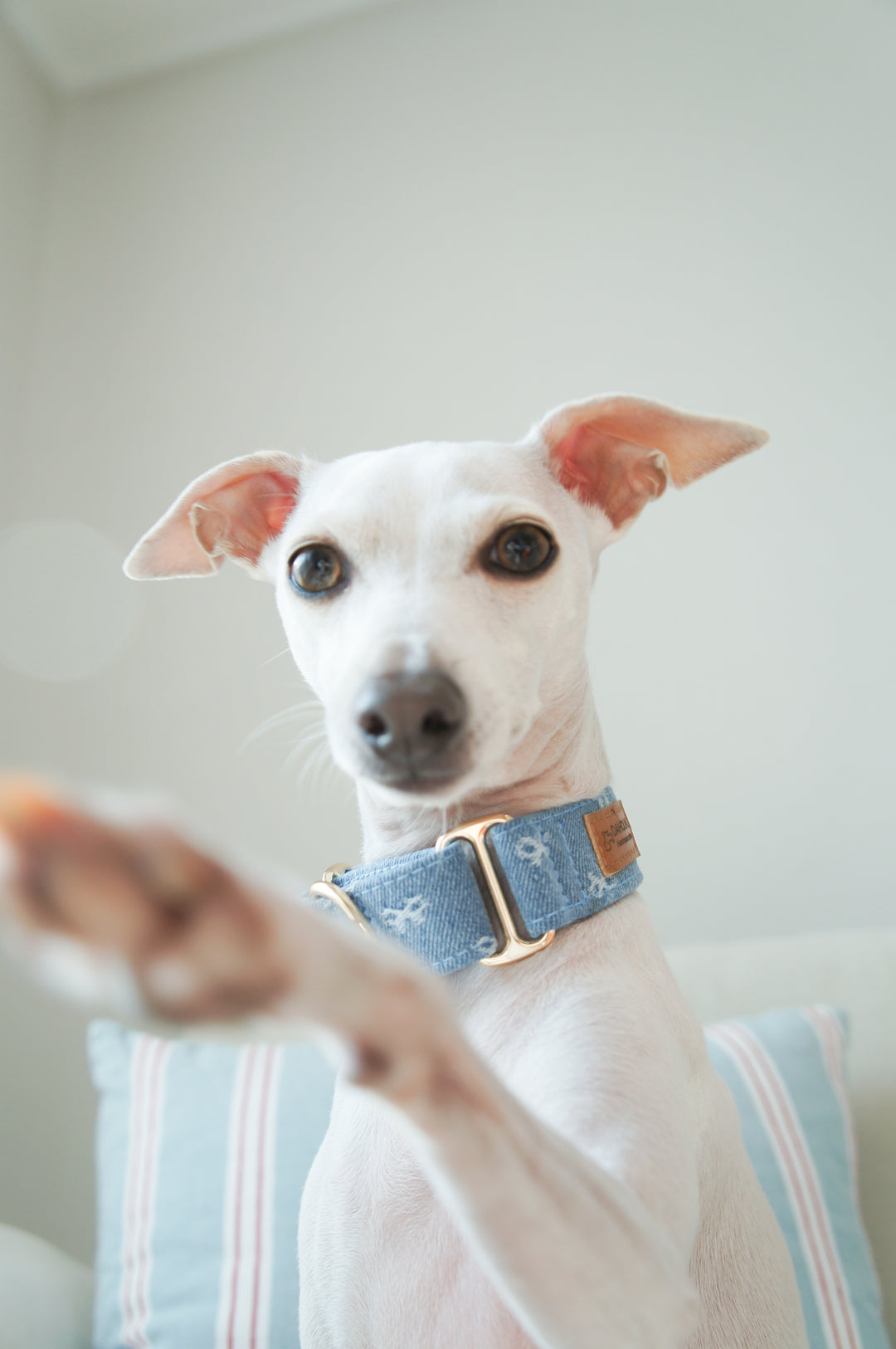 Dahound Light Blue Denim Bow Martingale Collar Lifestyle Photo On Italian Greyhound Front
