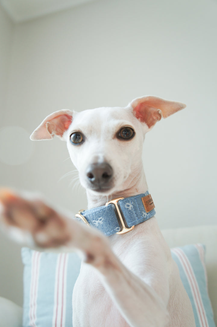 Dahound Light Blue Denim Bow Martingale Collar Lifestyle Photo On Italian Greyhound Front