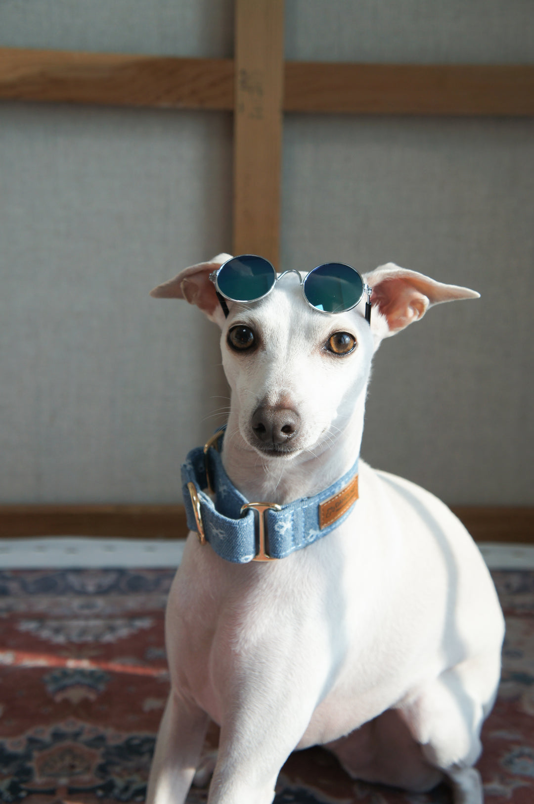 Dahound Light Blue Denim Bow Italian Greyhound Collar Lifestyle Photo