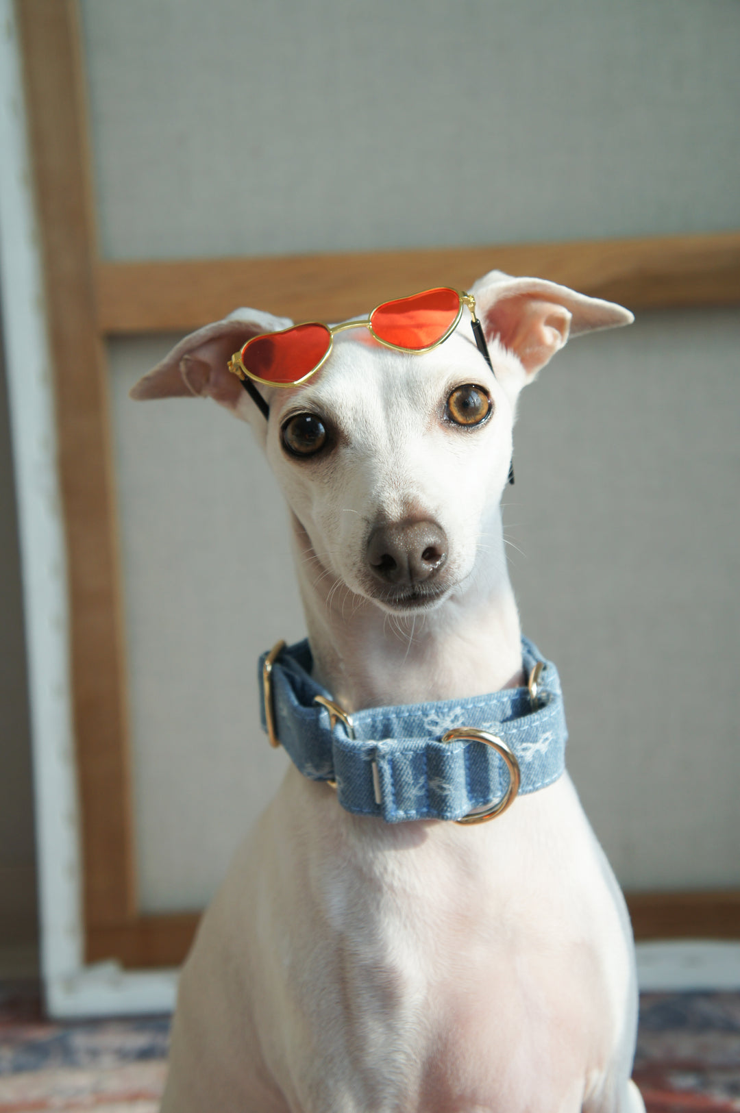 Dahound Light Blue Denim Bow Italian Greyhound Collar Lifestyle Photo
