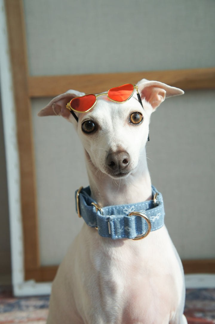 Dahound Light Blue Denim Bow Italian Greyhound Collar Lifestyle Photo