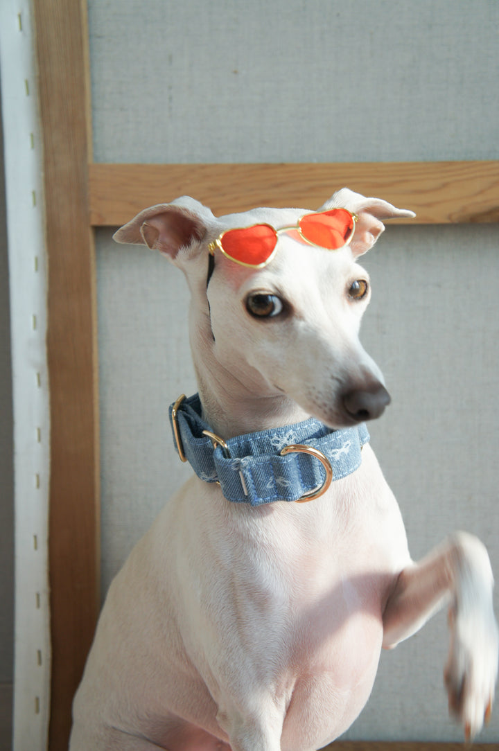 Dahound Light Blue Denim Bow Italian Greyhound Collar Lifestyle Photo