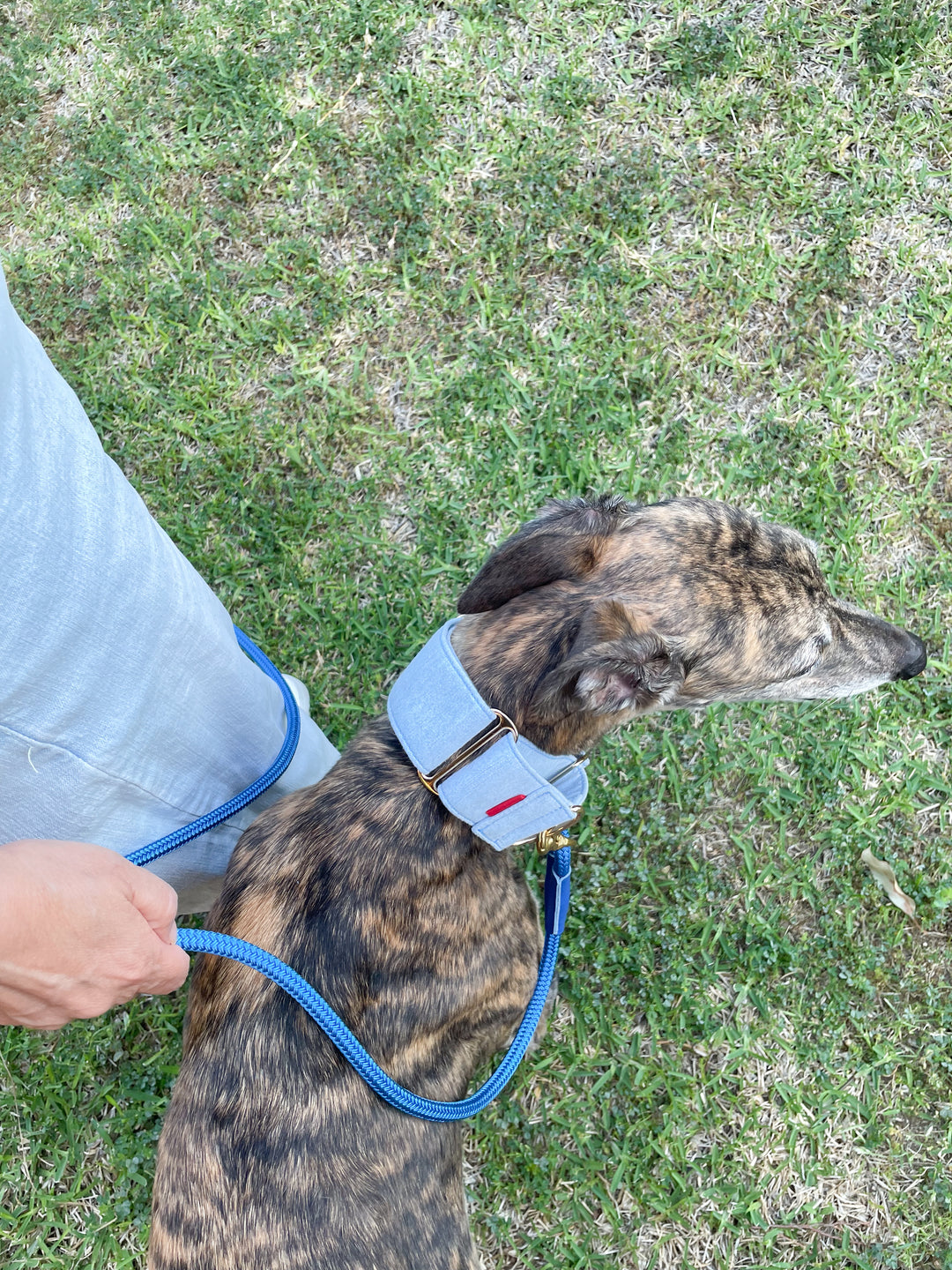 Wide Martingale Collar | Light Blue (Classic Denim)