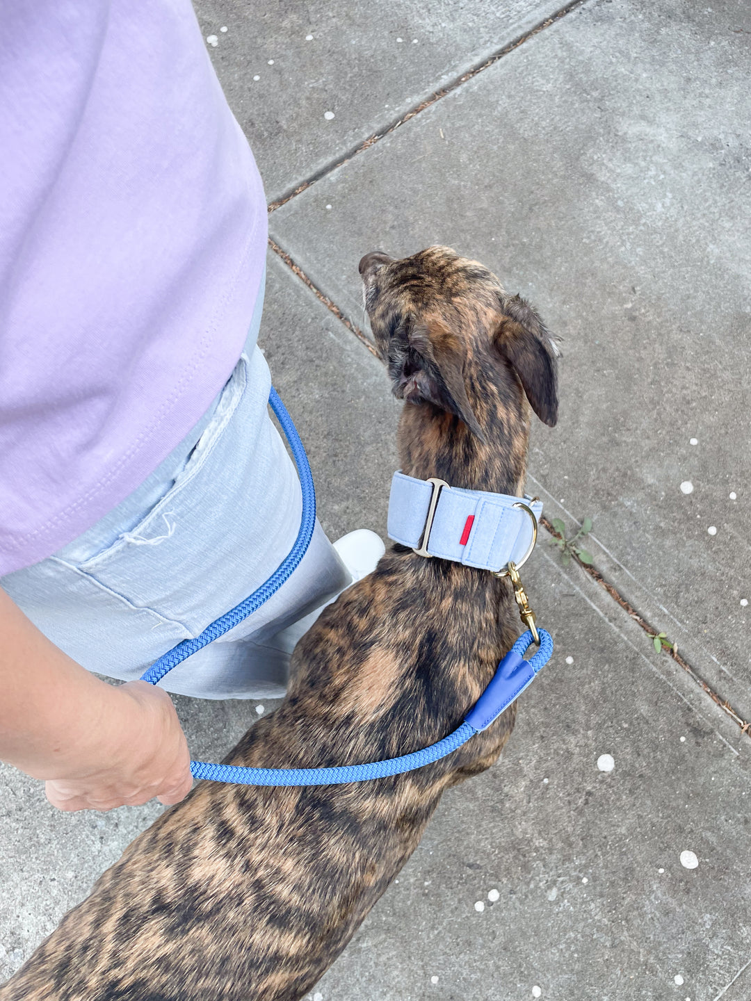 Wide Martingale Collar | Light Blue (Classic Denim)