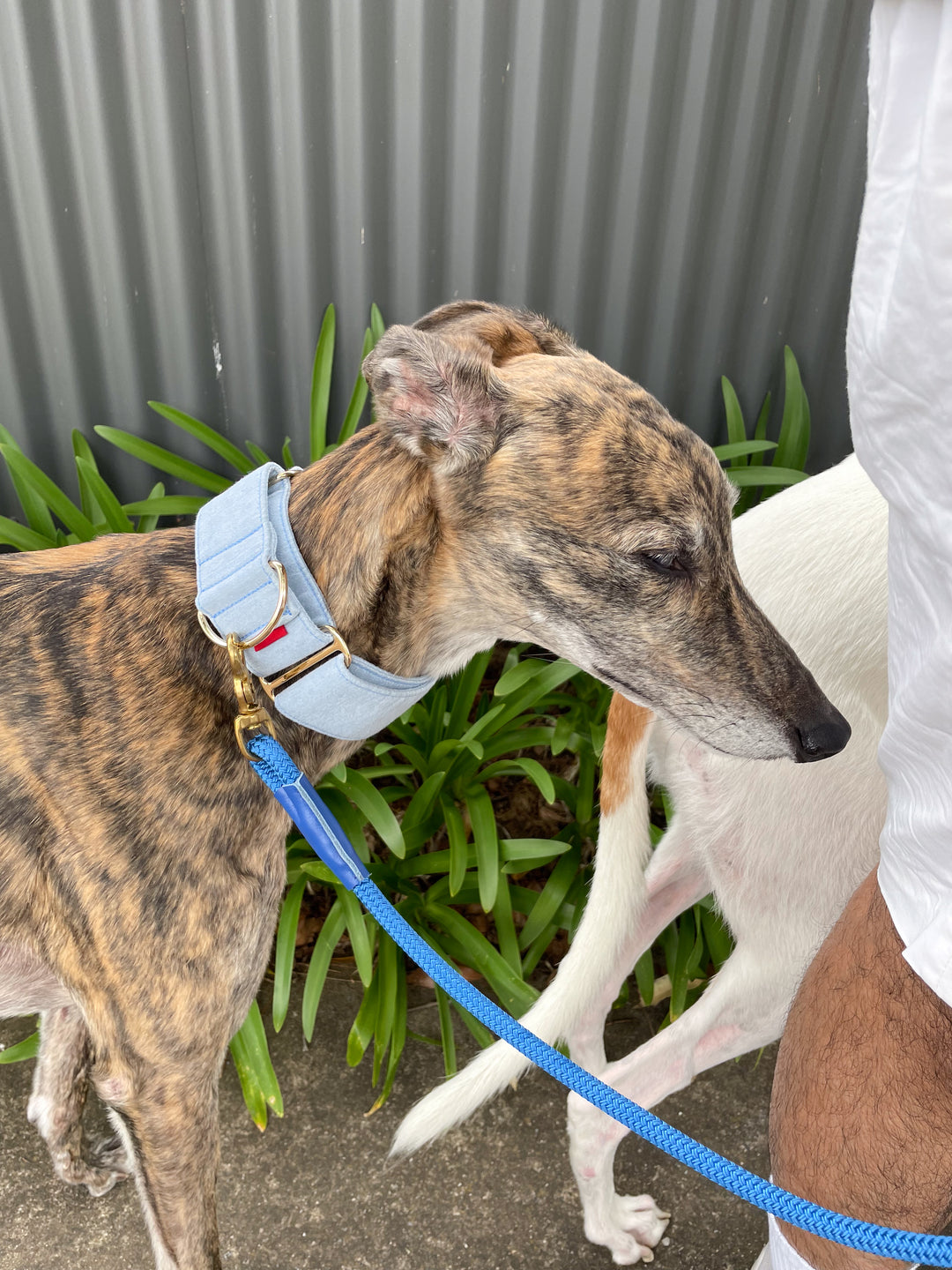 Wide Martingale Collar | Light Blue (Classic Denim)