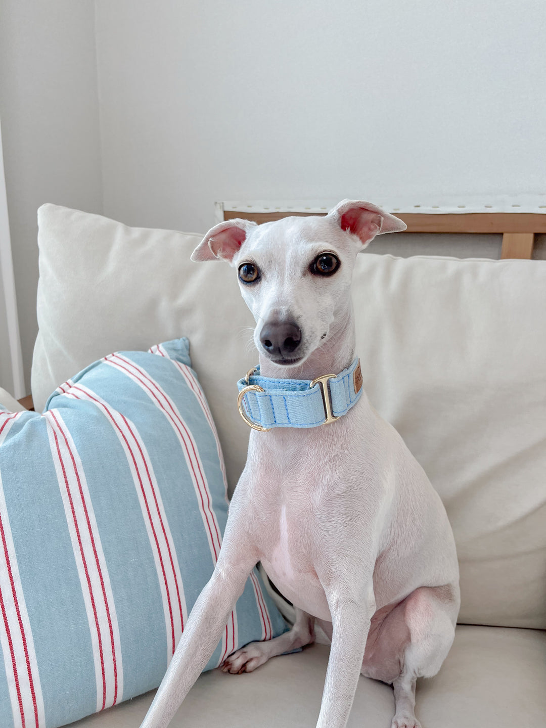 Wide Martingale Collar | Light Blue (Classic Denim)