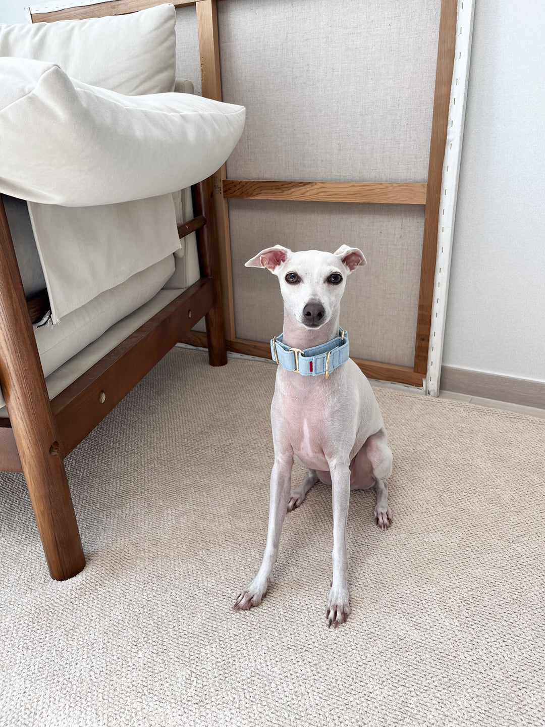 Wide Martingale Collar | Light Blue (Classic Denim)
