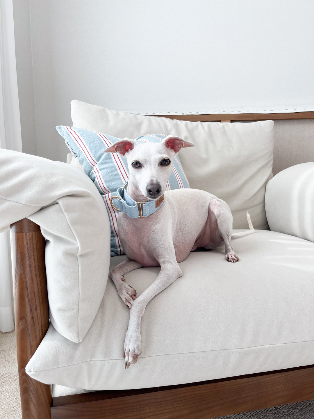 Wide Martingale Collar | Light Blue (Classic Denim)
