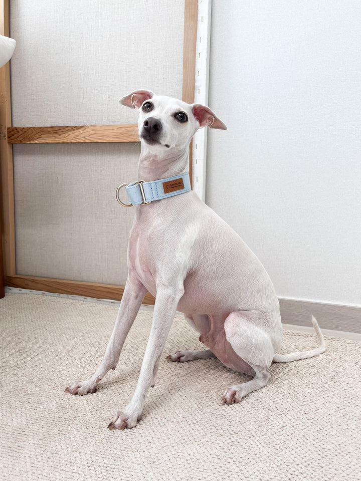 Wide Martingale Collar | Light Blue (Classic Denim)