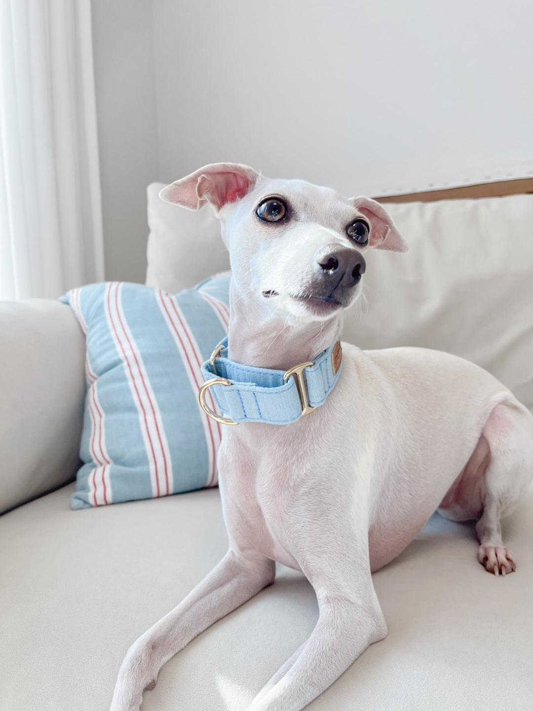 Wide Martingale Collar | Light Blue (Classic Denim)