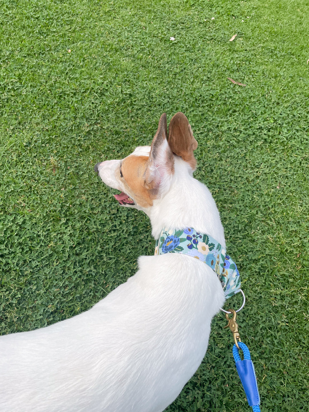 Dahound Martingale Collar in Blue and White Floral Print On White & Fawn Greyhound