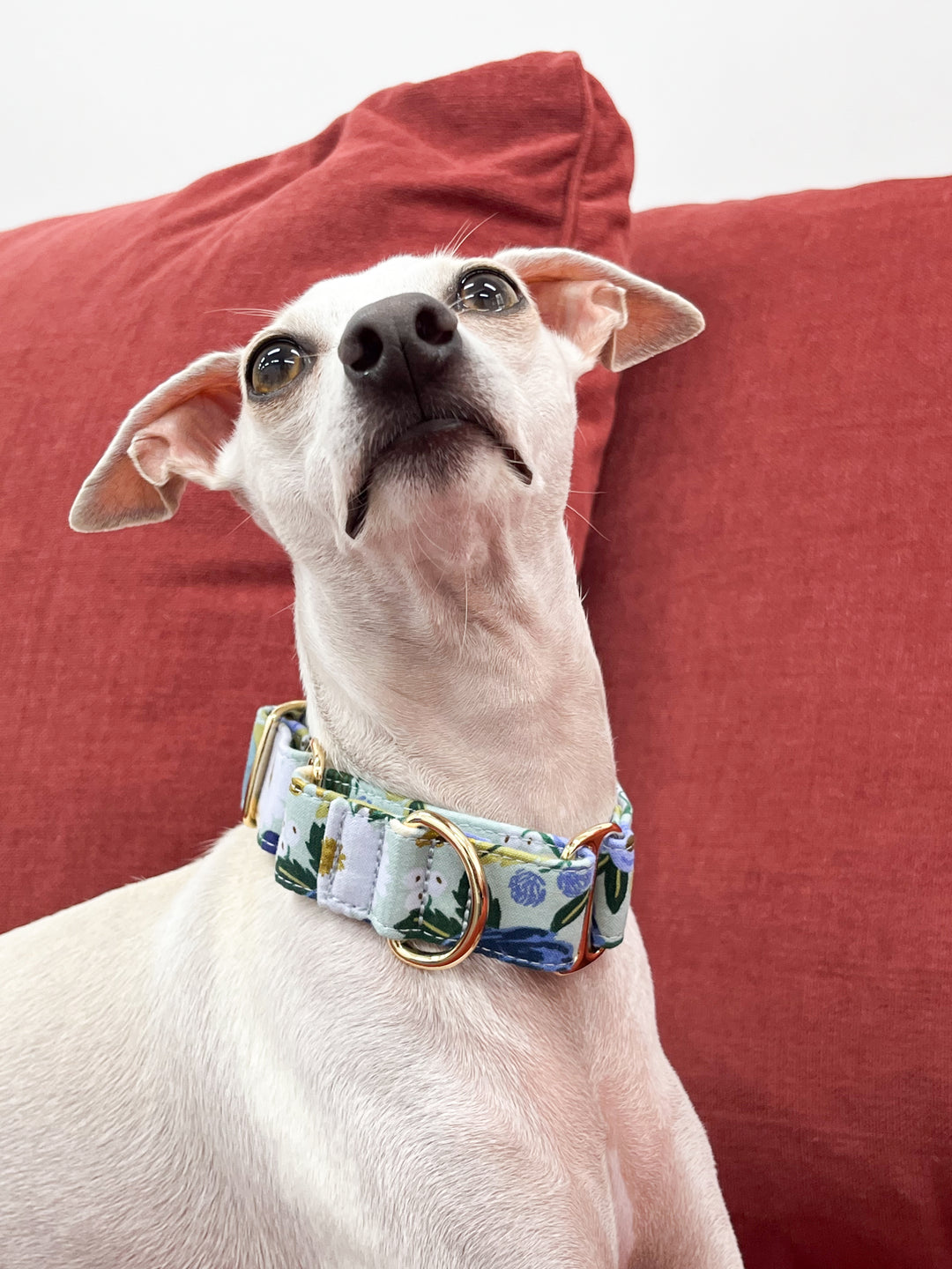 Dahound Martingale Collar in Blue and White Floral Print On White Italian Greyhound