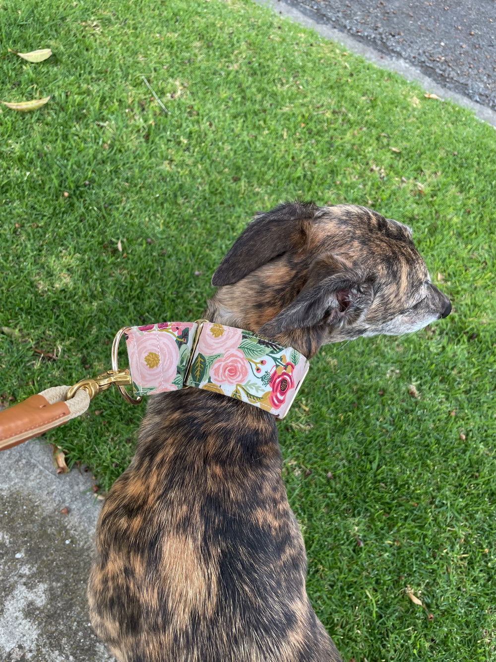 Dahound Martingale Collar in Pink Blossom print modelshot on an brindle greyhound