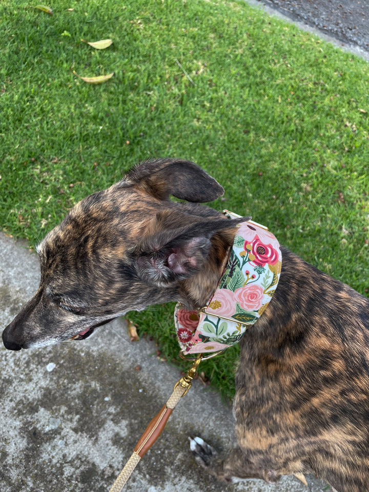 Dahound Martingale Collar in Pink Blossom print modelshot on an brindle greyhound