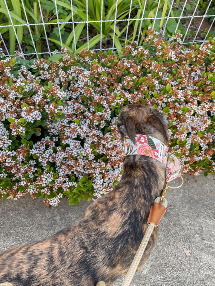 Dahound Martingale Collar in Pink Blossom print modelshot on an brindle greyhound