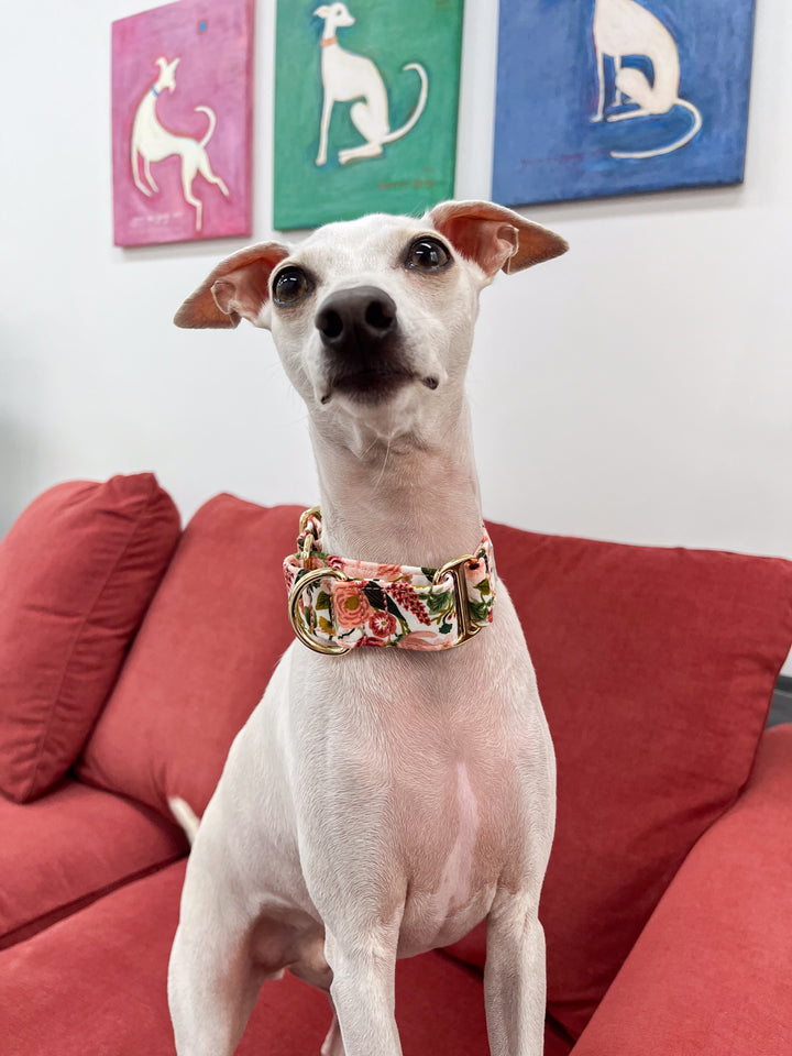 Dahound Martingale Collar in Pink Blossom print modelshot on an Italian Greyhound