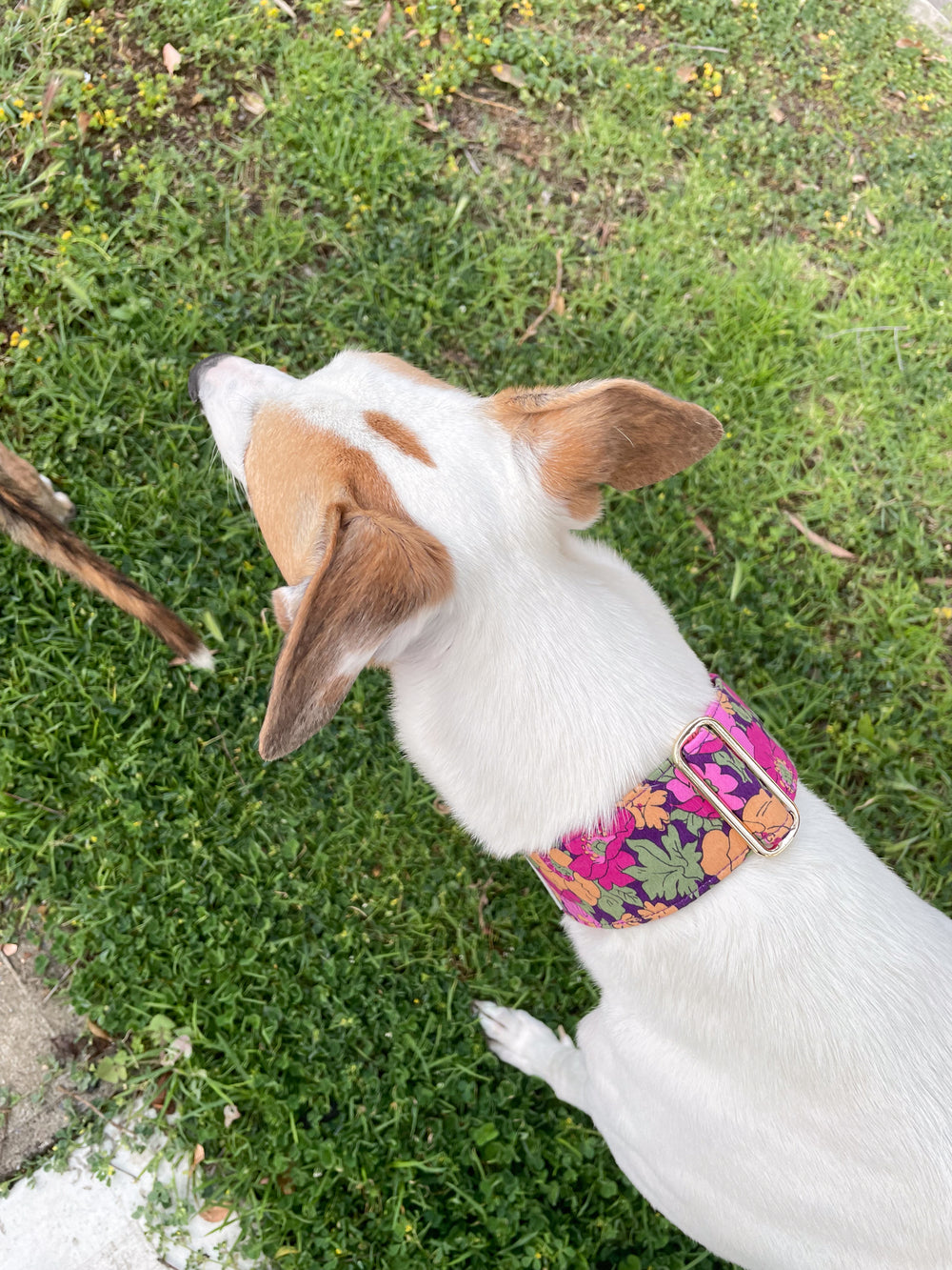Dahound Wide Fabric Martingale Collar In Purple Floral Print on a Greyhound