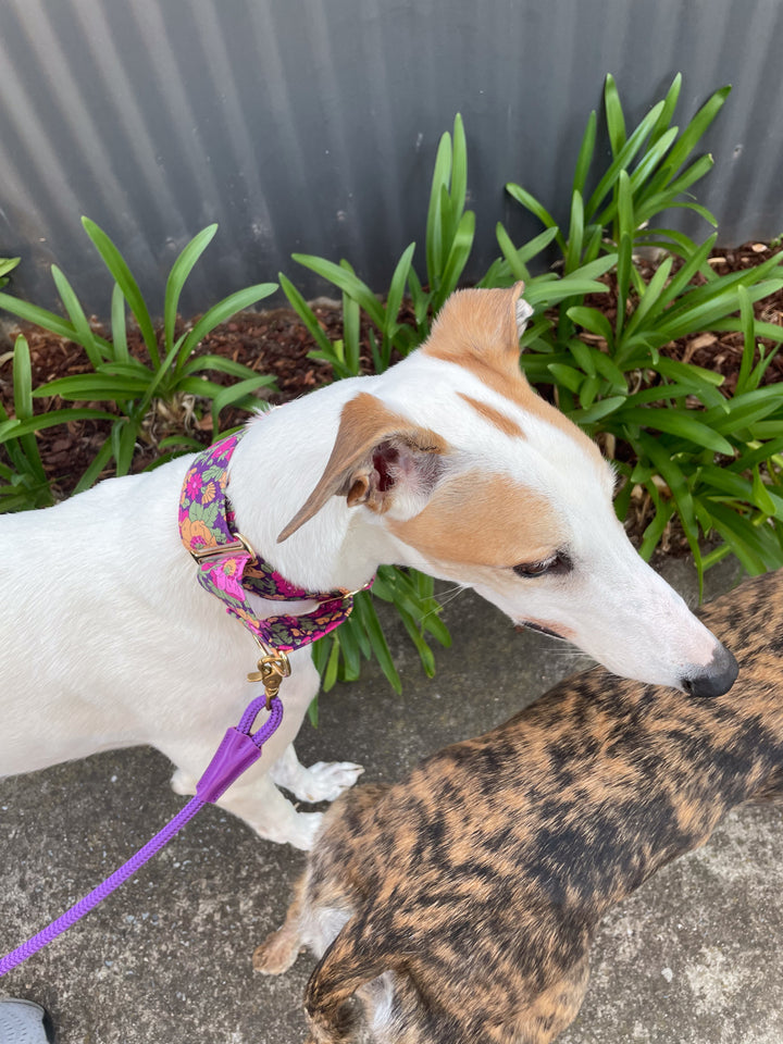 Dahound Wide Fabric Martingale Collar In Purple Floral Print on a Greyhound
