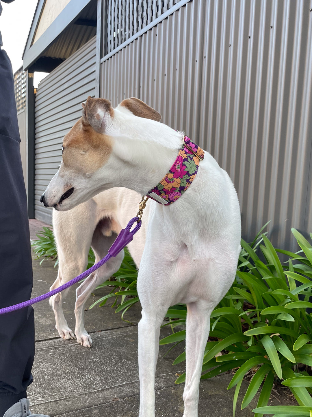 Dahound Wide Fabric Martingale Collar In Purple Floral Print on a Greyhound