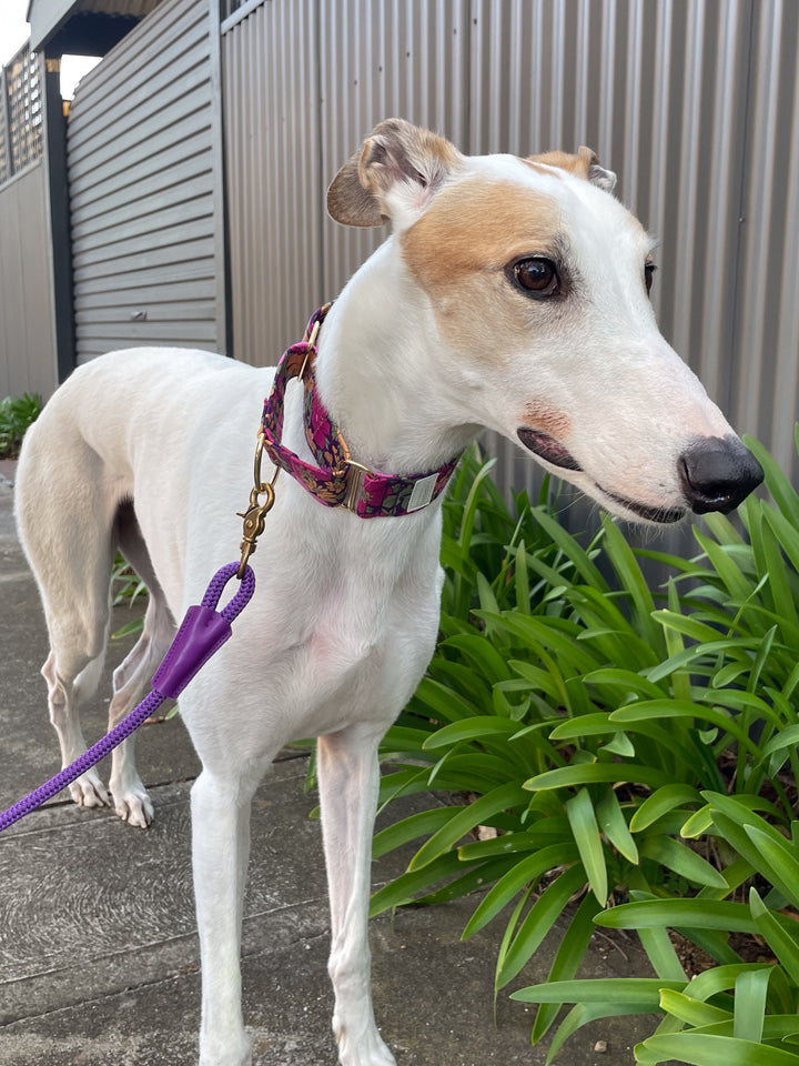 Dahound Wide Fabric Martingale Collar In Purple Floral Print on a Greyhound
