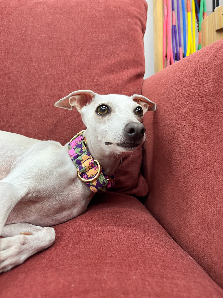 Dahound Wide Fabric Martingale Collar In Purple Floral Print on an Italian Greyhound
