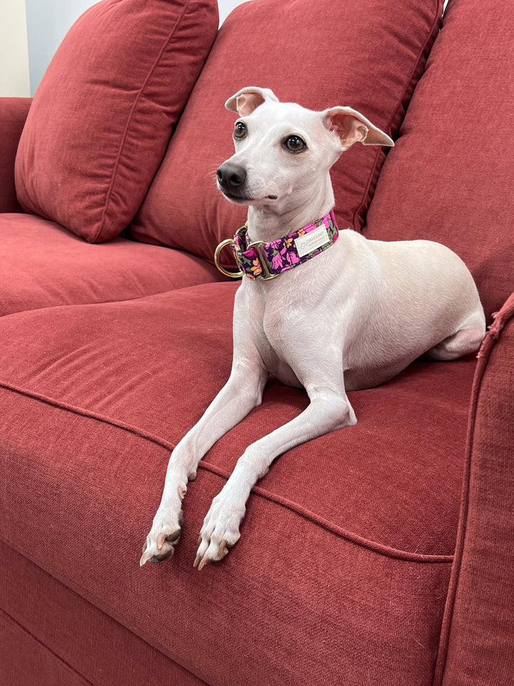 Dahound Wide Fabric Martingale Collar In Purple Floral Print on an Italian Greyhound