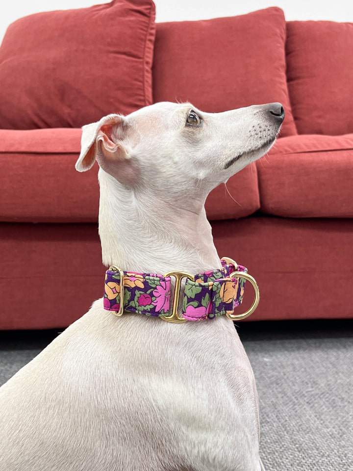 Dahound Wide Fabric Martingale Collar In Purple Floral Print on an Italian Greyhound