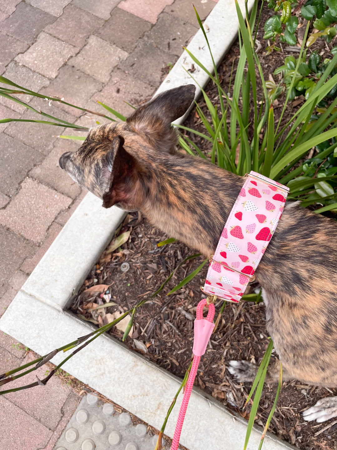 Soft Fabric Martingale Collar Strawberry Gelato Print On a brindle greyhound